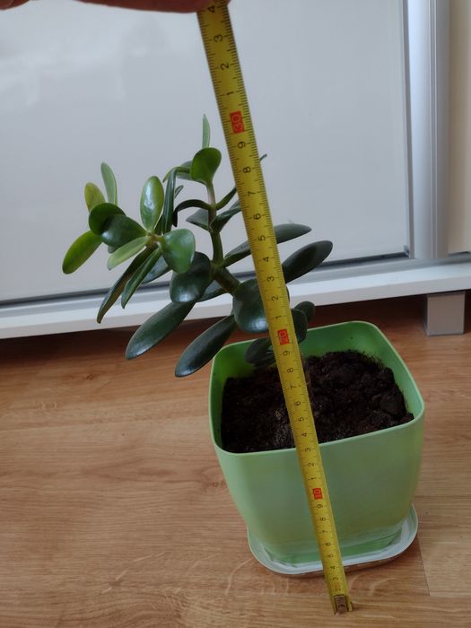 Grubosz kwiat doniczkowy