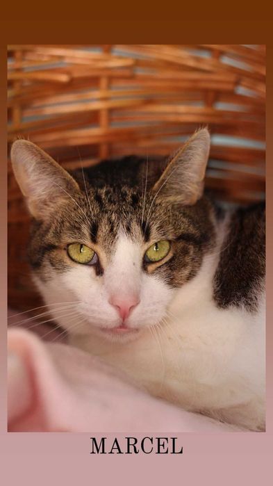 Złotooki Marcelek czeka, aż go ktoś pokocha i da domek