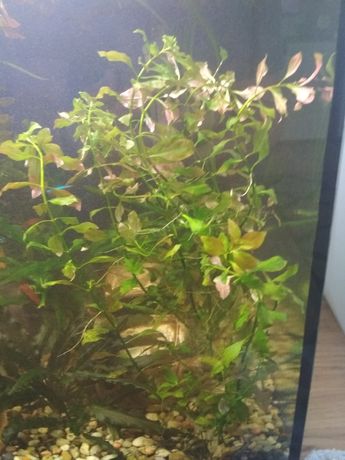 Ludwigia Repens Green/red