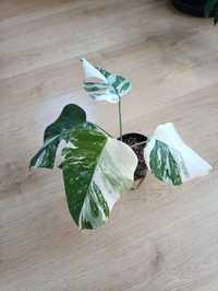 Monstera Variegata cała roślina