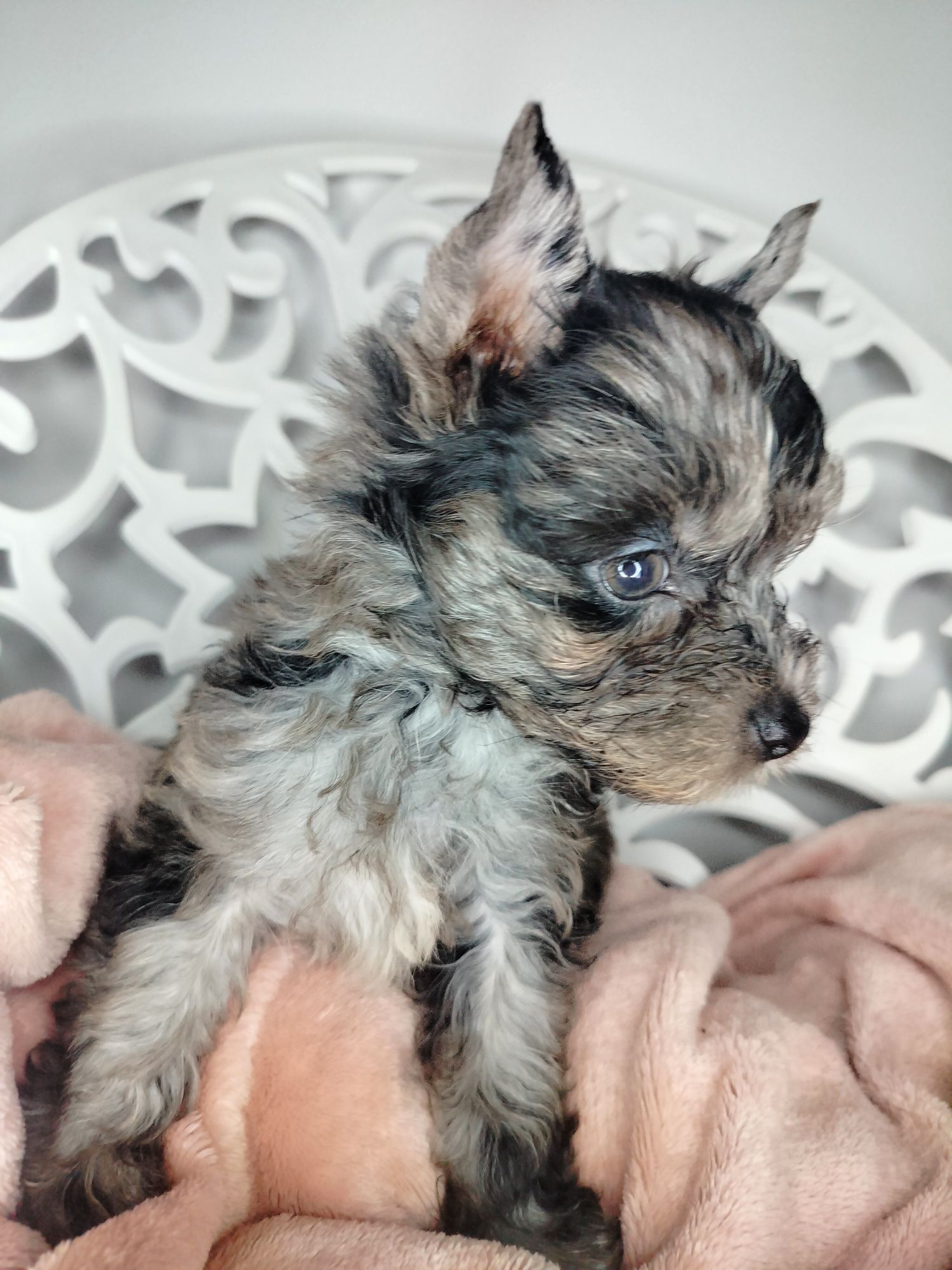 ZAREZERWOWANA. Yorkshire Terrier, Blumerle, suczka