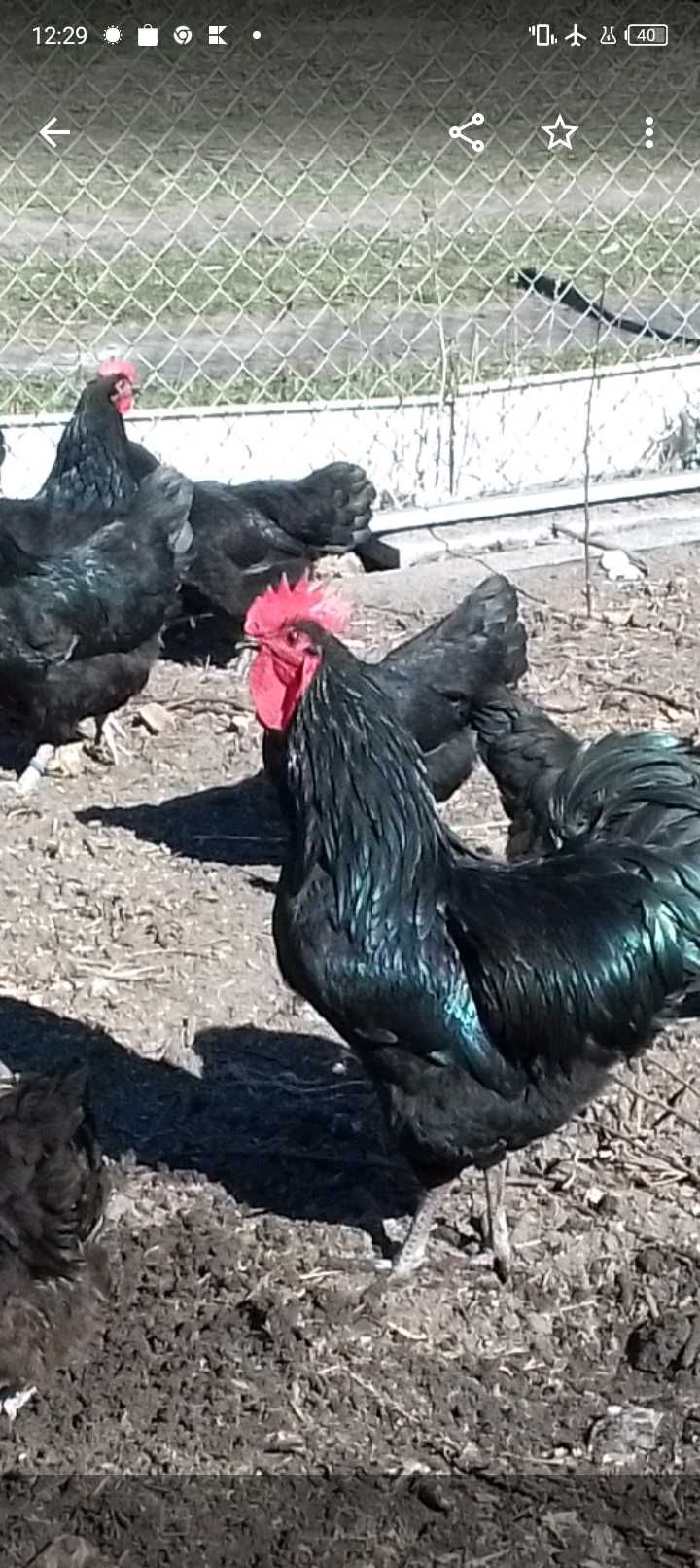 Kogut austrolop, australorp czarny