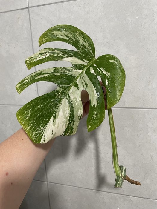 Монстера Аlbo white var, Тайське сузірʼя