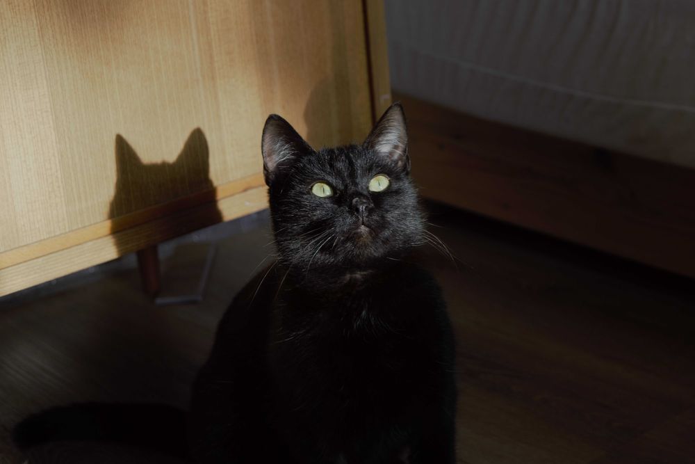 Pokochaj ZJAWĘ! Cudna kotka szuka domu!