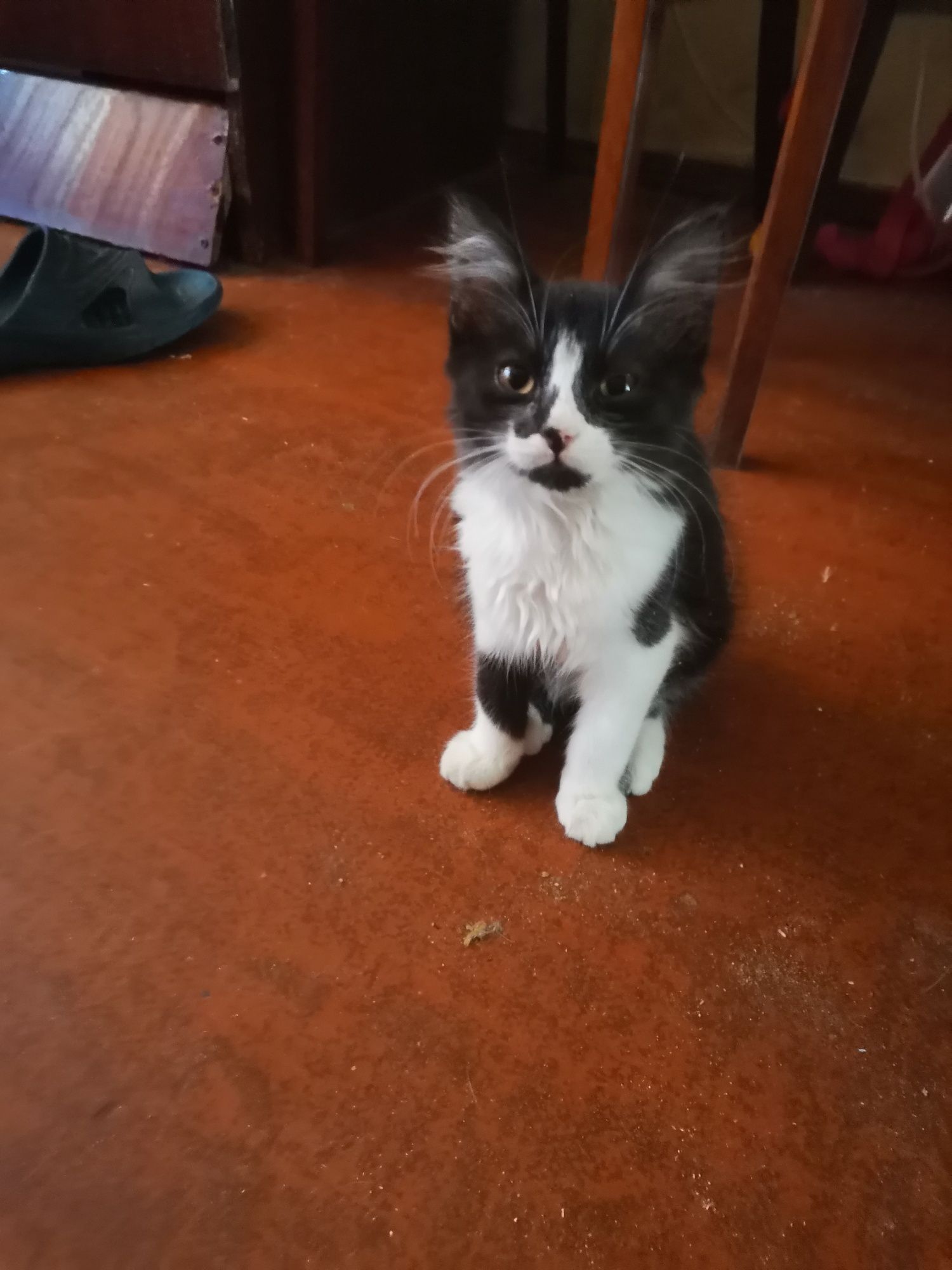 Котик в Добрі руки.