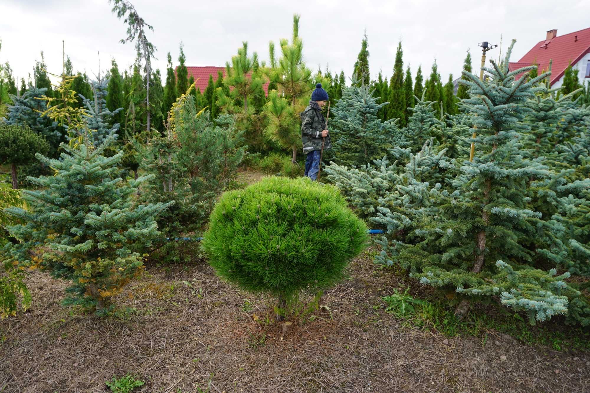 szczepione _ SOSNY jodły ŚWIERKI _ egzemplarze XXL niskie ceny SZKÓŁKA