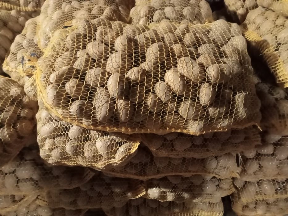 Ziemniaki belarosa, Soraya