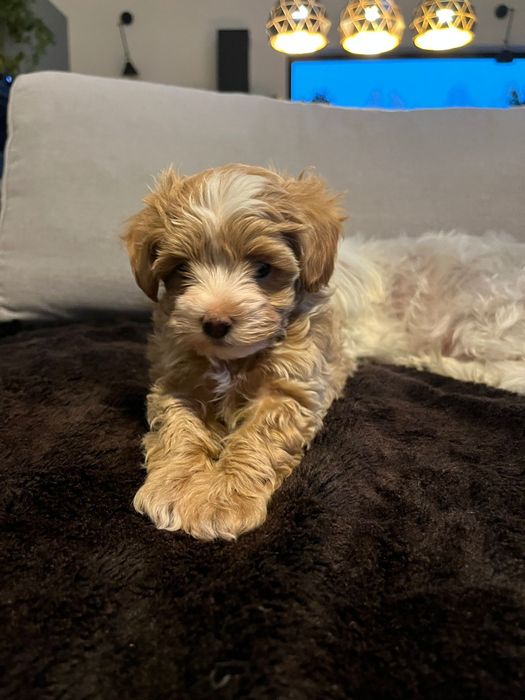 Maltipoo, Pudel toy plus Maltańczyk, prześliczna dziewczynka