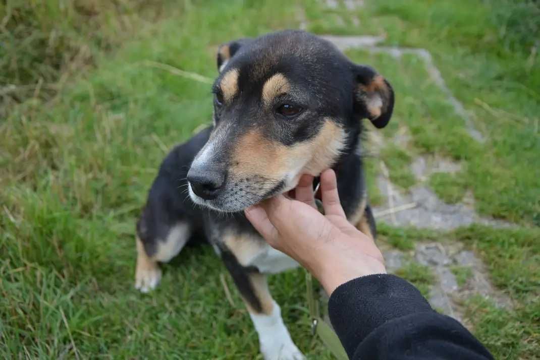 Odmień życie cudownego Bambika!