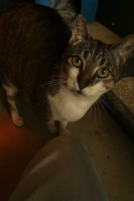 ATECA (Fêmea, Adulta) Para Adoção