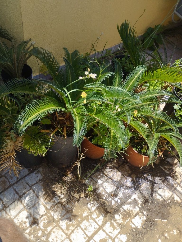 Palmeiras cica, excelente decoração.