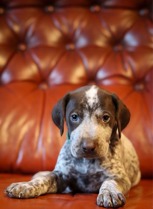 Wyżeł niemiecki krótkowłosy- szczeniaki  „Znad Odrzańskich Pól” FCI