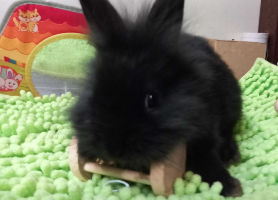 Kroliczek miniaturka angora angielska