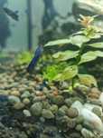 Betta crowntail betta splendens