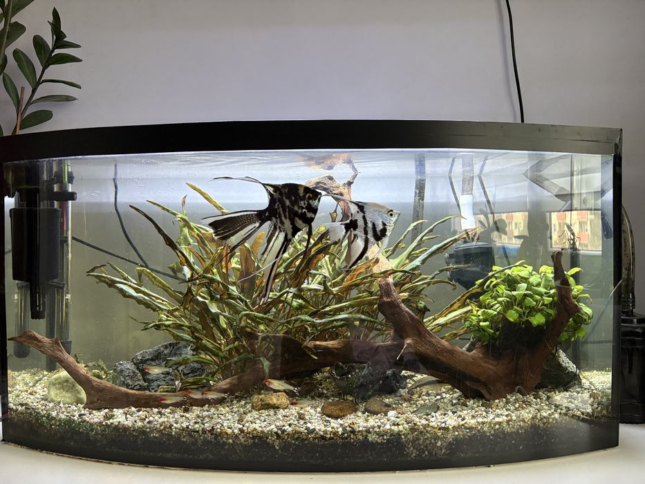 Piękny akwarium 100L z wyposażeniem i rybkami – gotowy zestaw!