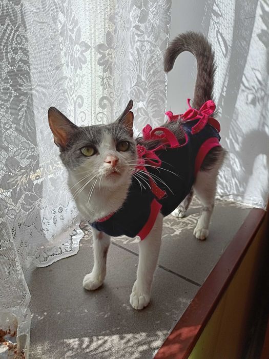 Kotka w typie rasy, wykastrowana, gaduła, grzeczna i towarzyska