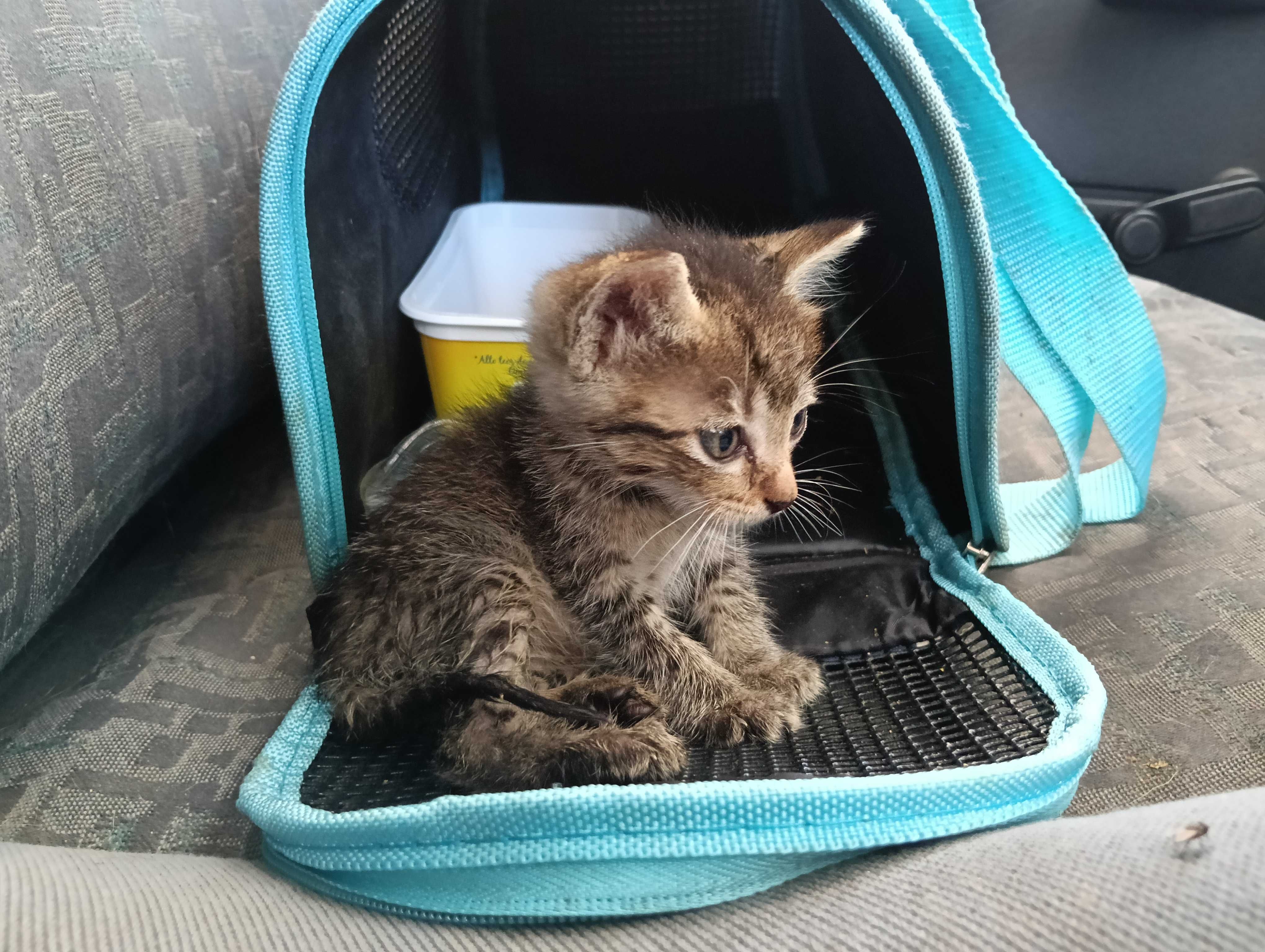Dou 2 gatos gratis