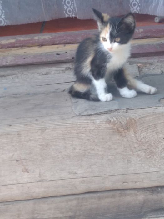 Одам даром в хорошие руки