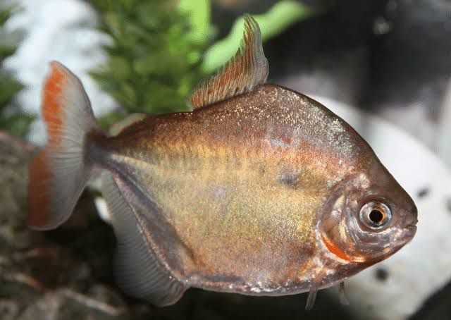 Peixes para troca