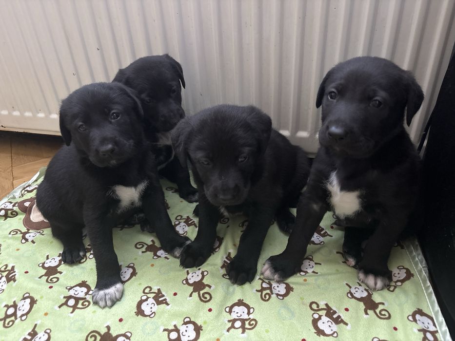 Za darmo pieski oddam