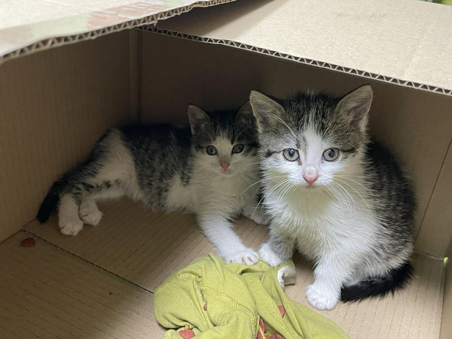 Кошенята шукають дім