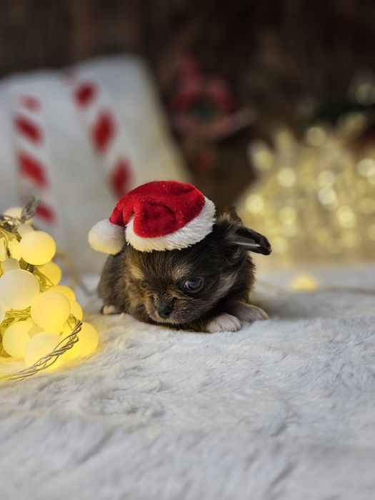 Chihuahua śliczna niebieska suczka