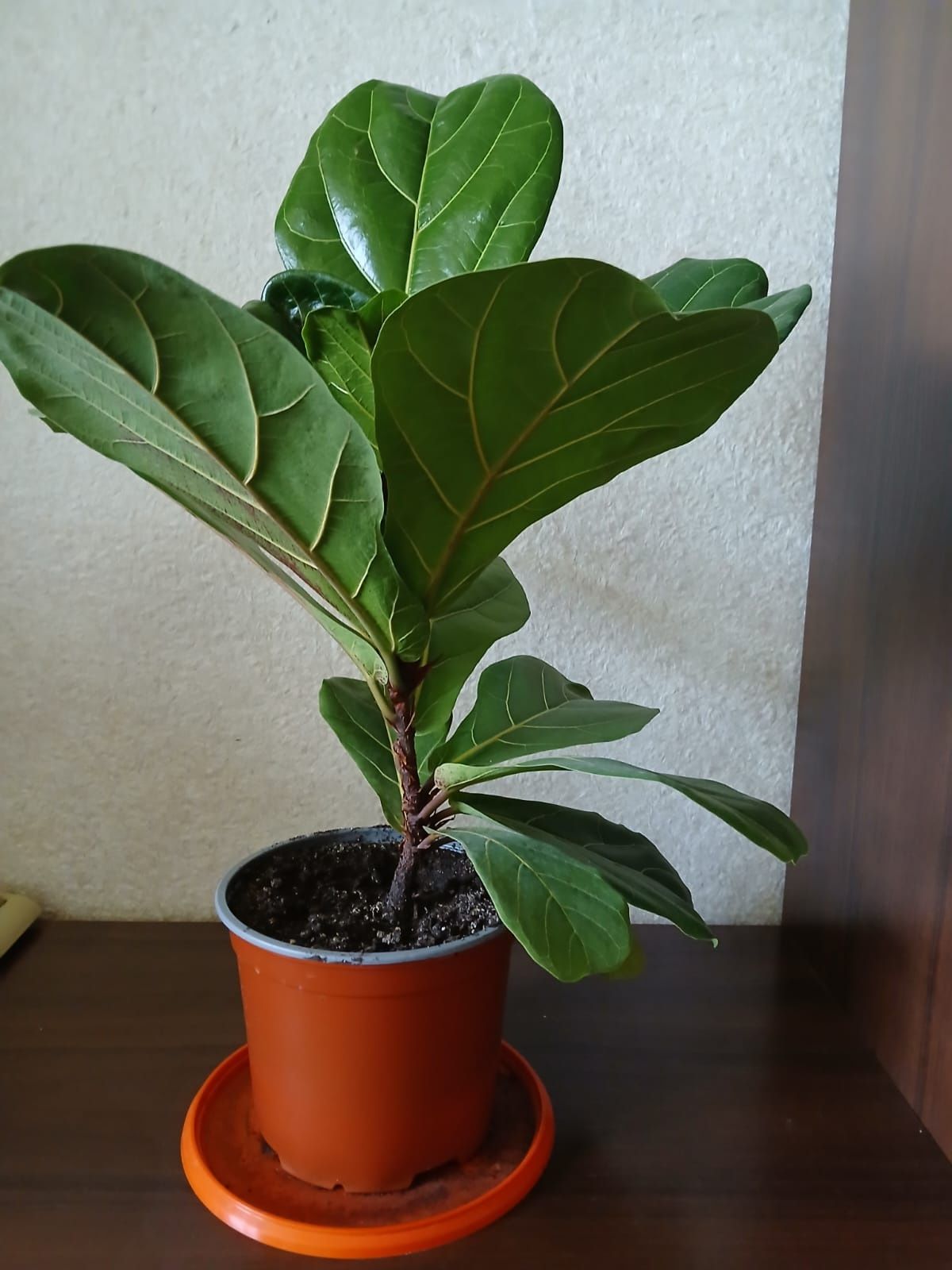 Фікус ліровидний (columnaris).