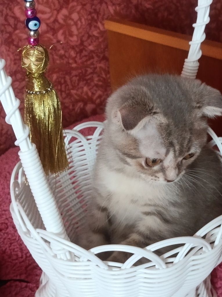 Грайливий котик вільний