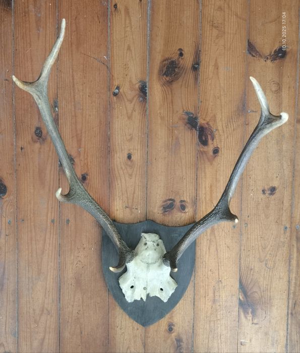 Poroże jelenia na desce