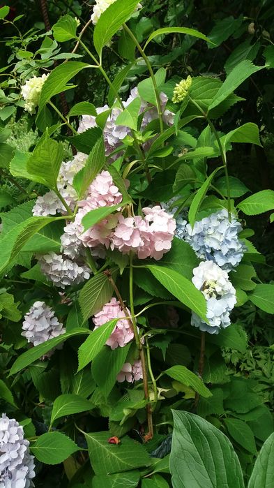 Гортензия  крупнолистная хамелеон в горшках