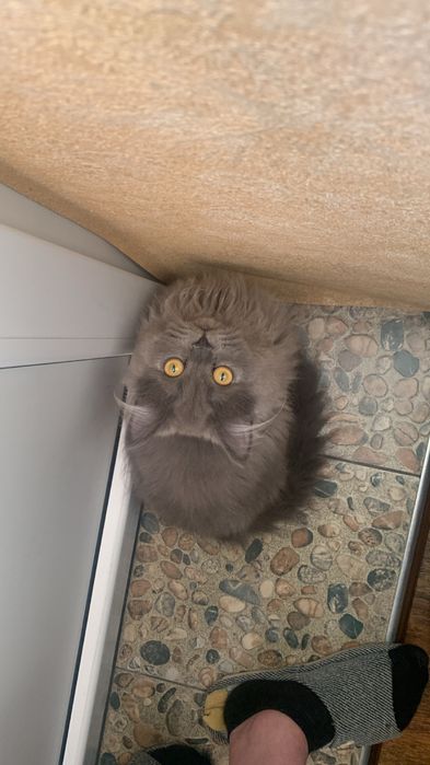 Злучка котів scotish stright