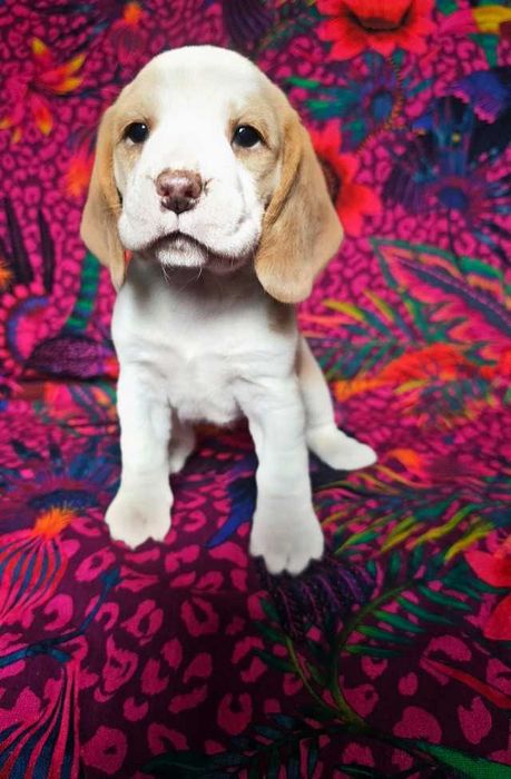 BEAGLE-unikatowy kolor -hare pied-suczka