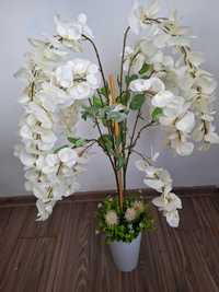 biala piękna wisteria