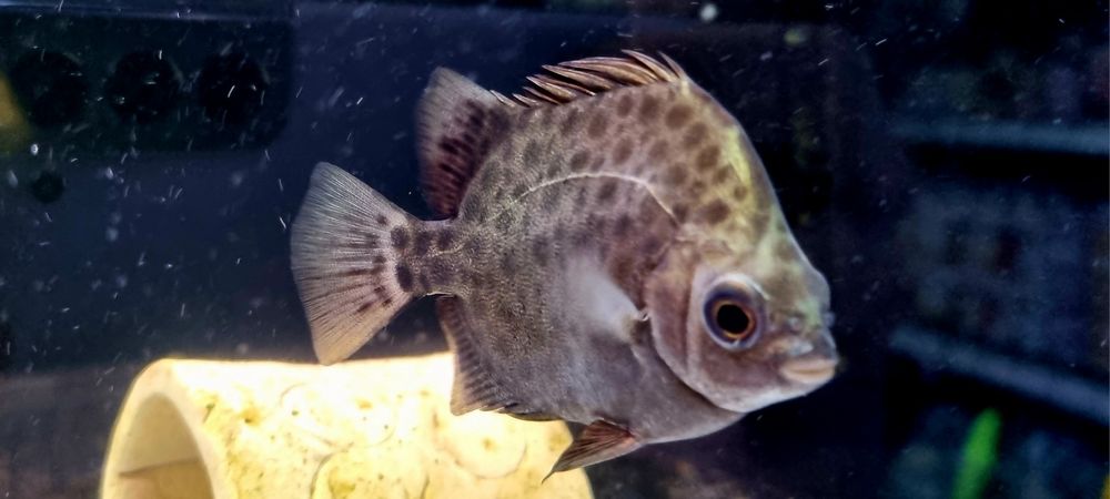 Argus zielony (Scatophagus argus)