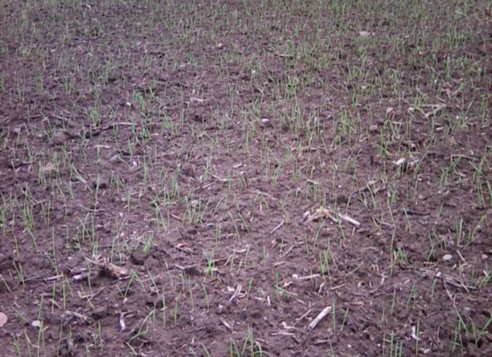 Horsch pronto AS D3 siewnik zbożowy  bezpośredni bezorkowy talerzowy
