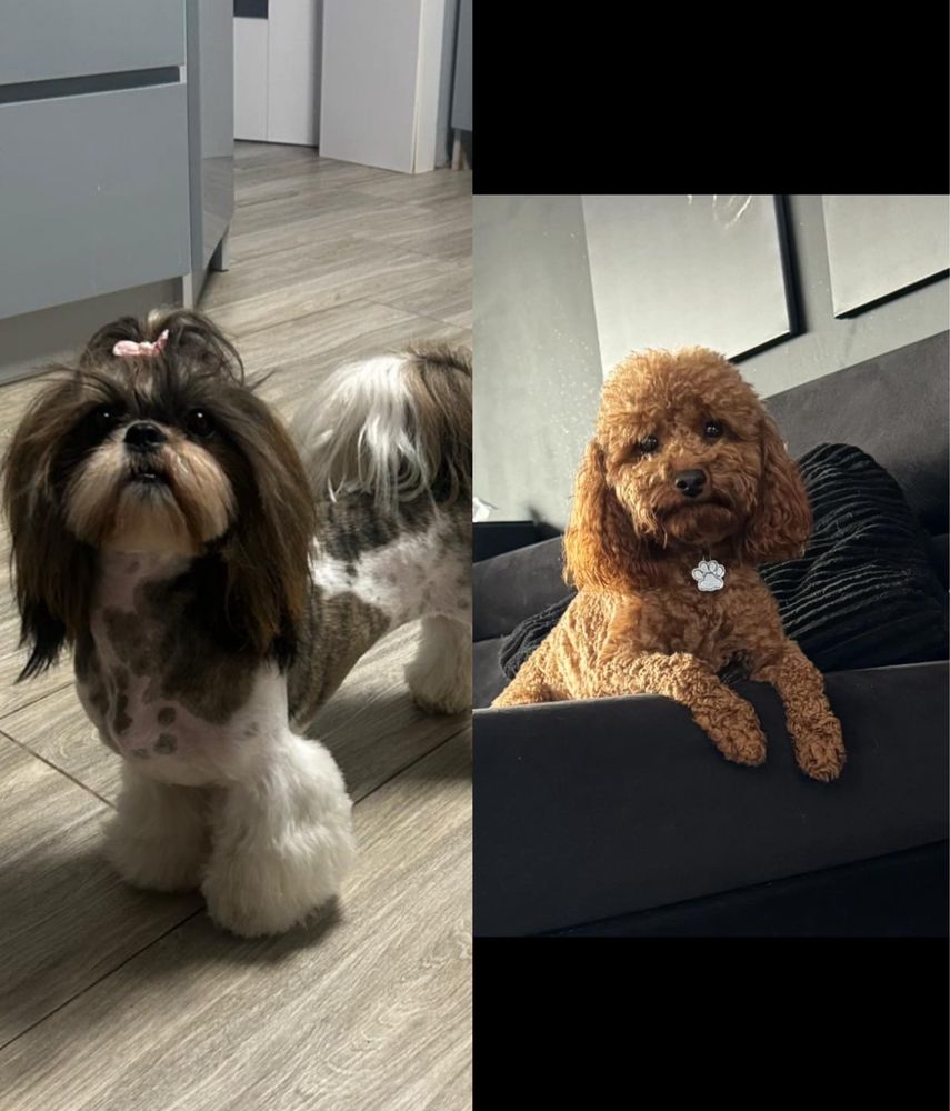 Shihpoo piesek gotowy do odbioru
