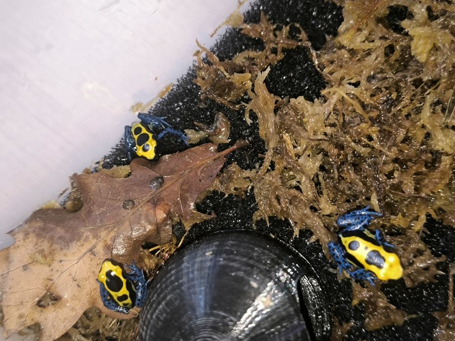 Dendrobates Tinctorius Nominat młode żabki drzewołazy tropikalne
