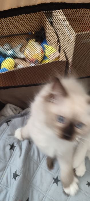 Ragdoll  koteczek seal mitted  rodowód międzynarodowy TICA