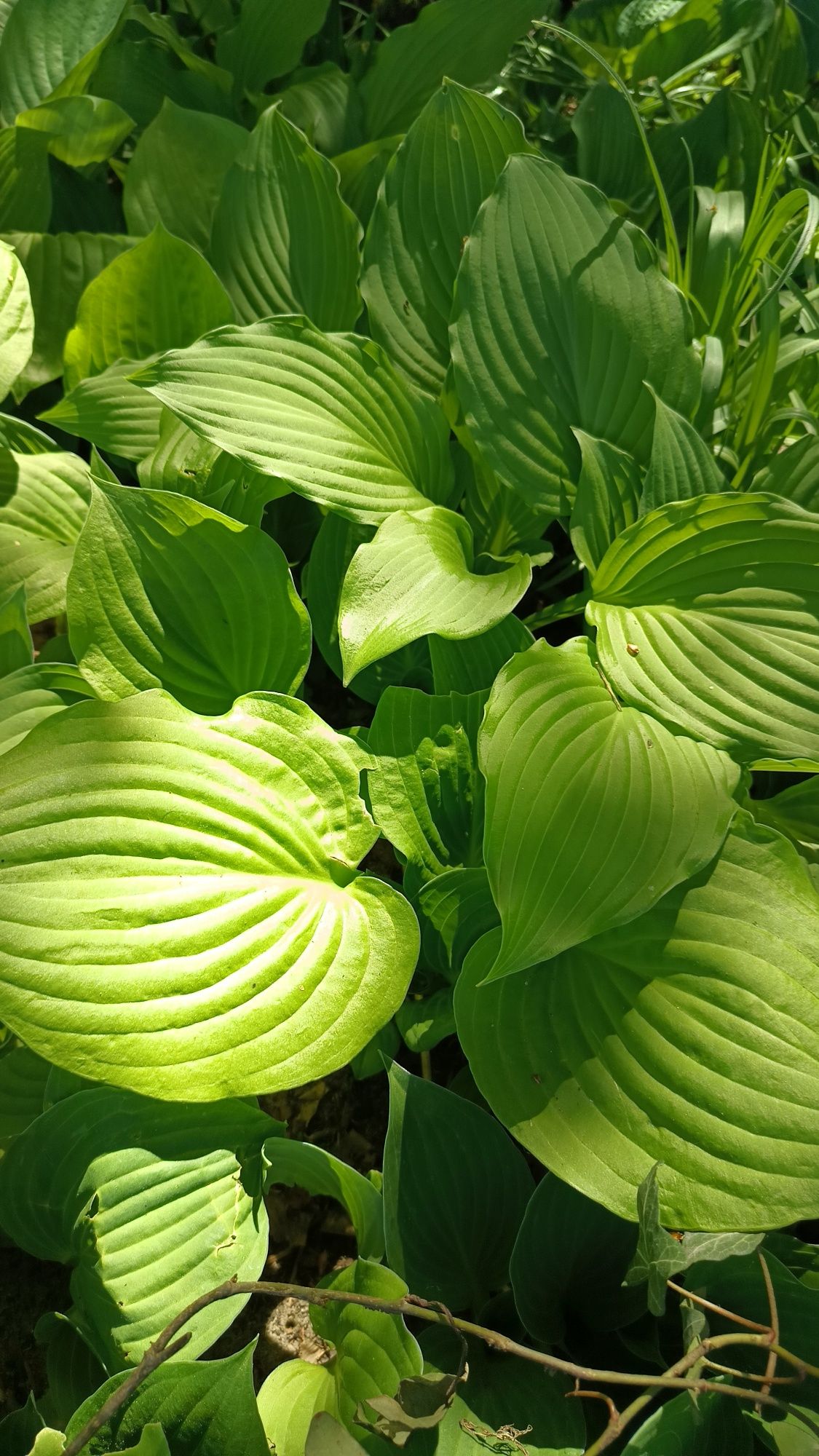 Hosta Funkia mix kolorów