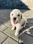 Golden retrievier