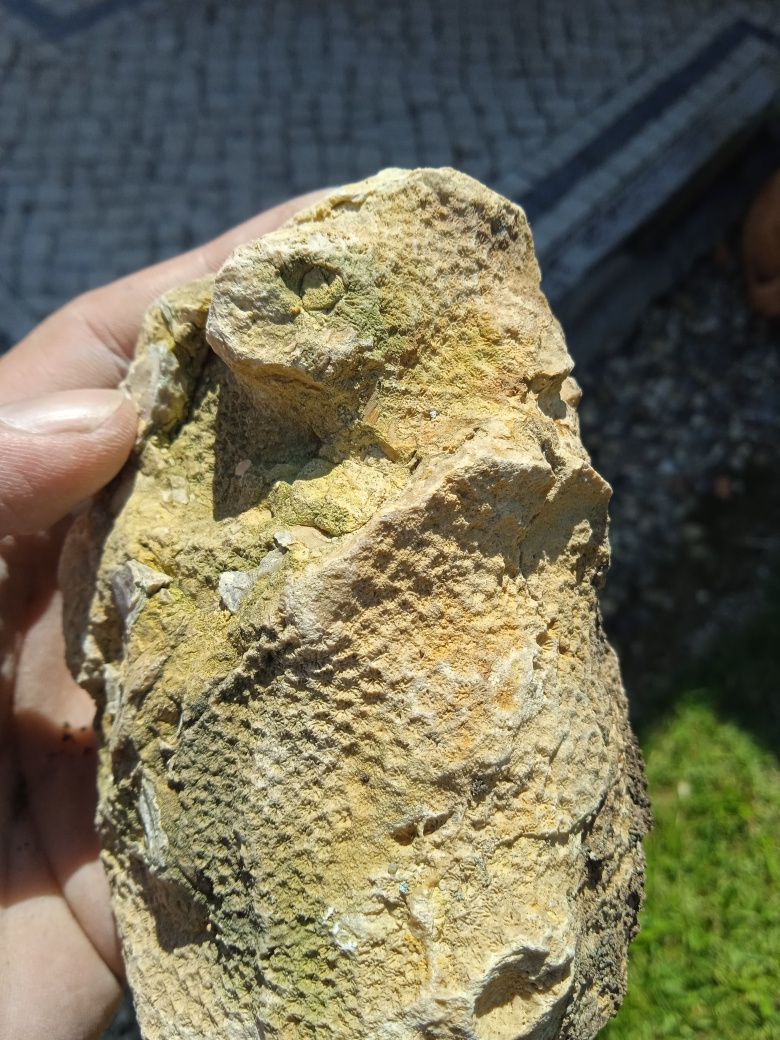 Fóssil Coral Jurássico Médio