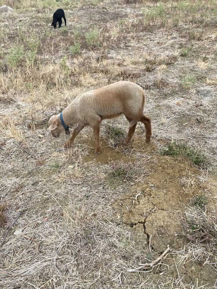 Boas tenho para mudar de corral