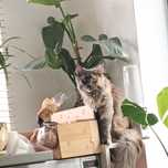 Kotka Maine coon jednoroczna