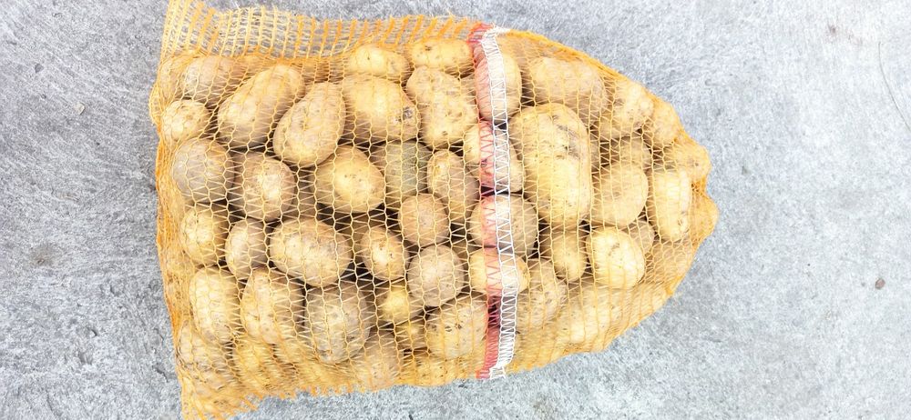 Ziemniaki odmiana Denar