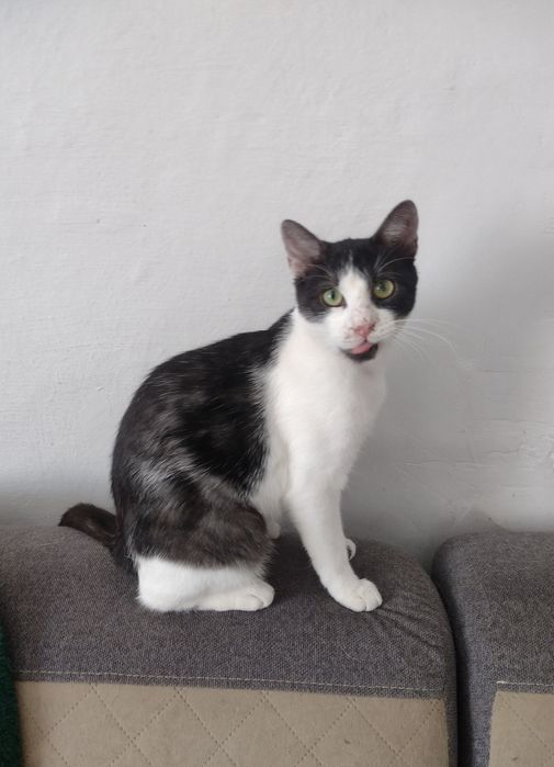 Tymianek - przeżył cudem, teraz czeka na dom