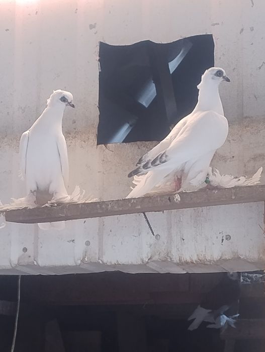 Gołębie ozdobne winerki