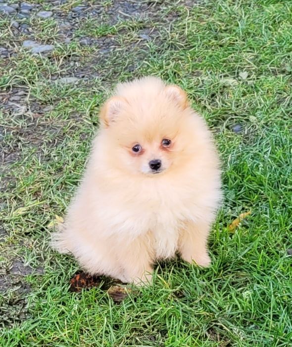 Szpic miniaturowy-dziewczynka