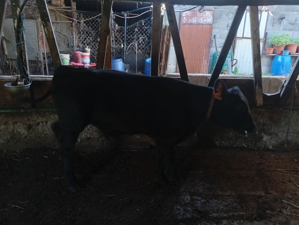 Vitelo cruzando  de angus
