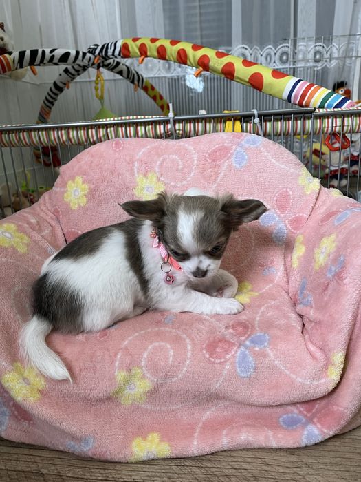 ZAREZERWOWANA– Chanel, piękna długowłosa sunia