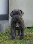 Szary Samiec Cane Corso ZKwP/FCI oddział Wrocław
